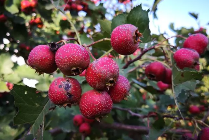 山楂树浇水的正确方法