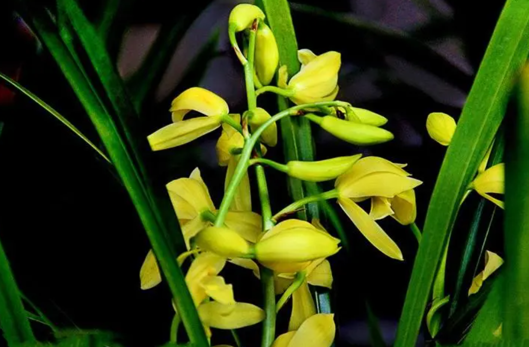 蕙兰冬季怎样养长花苞快