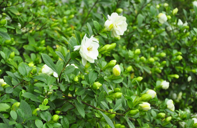 栀子花种子到开花要多久
