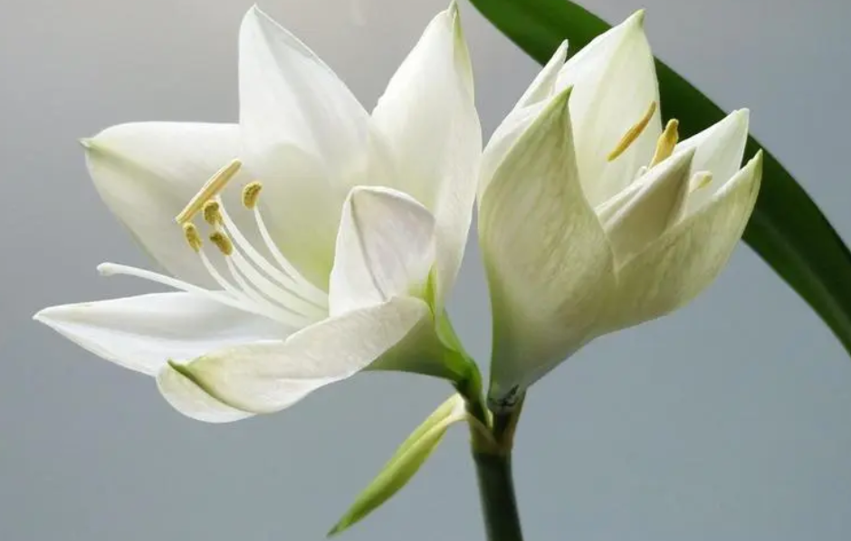 百合花花期过后应该怎么养护