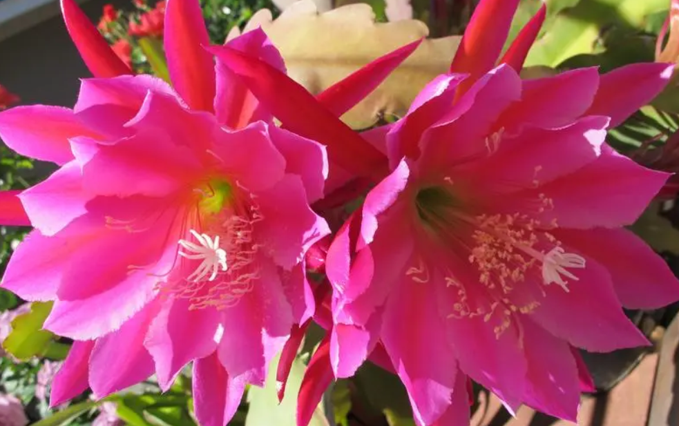 荷花令箭施什么肥