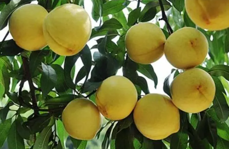 黄桃树的种植方法和管理