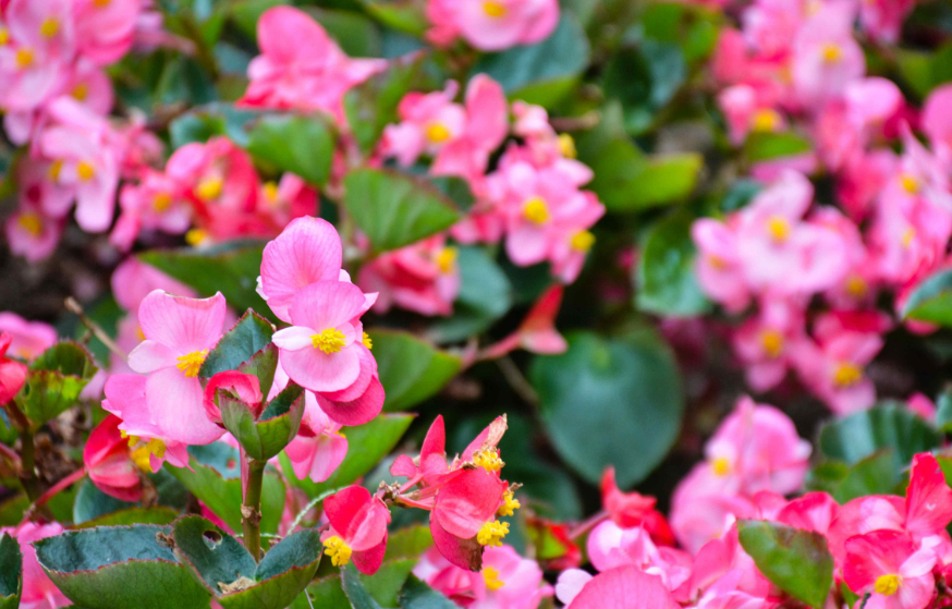 大花海棠的繁殖方法