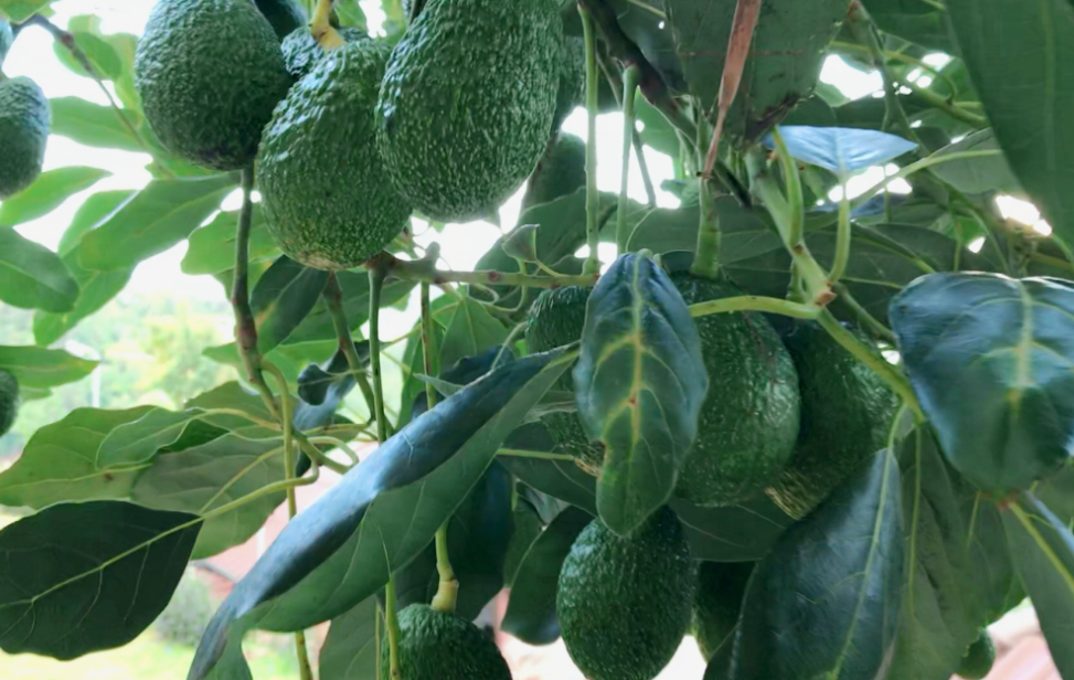 牛油果树能长多高