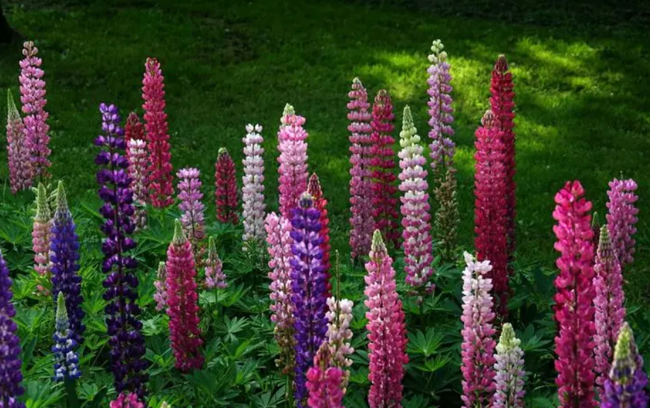 鲁冰花的种子需要泡多久