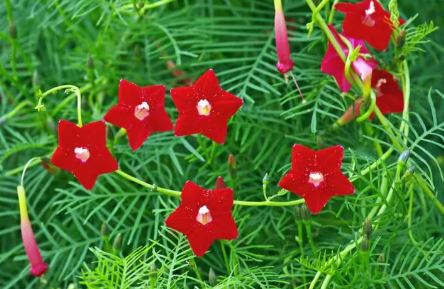 茑萝花的寓意和象征