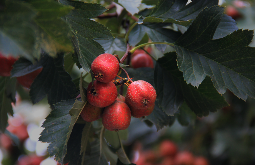 山楂树怎么种植方法