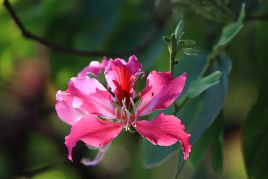 紫荆花的养殖方法和注意事项