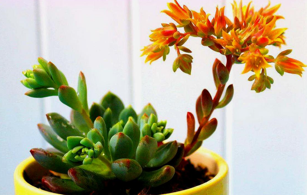 开花的多肉有哪些品种