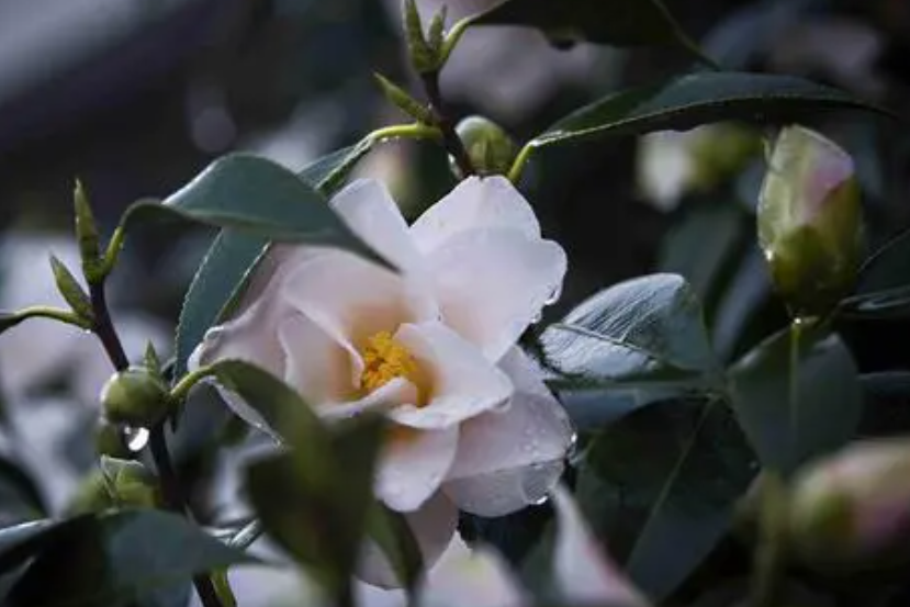 茶花怎么样才能更旺盛