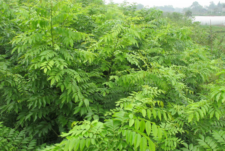 黄花梨生长环境要求