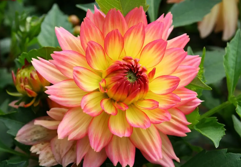 大丽花种球哪里有卖