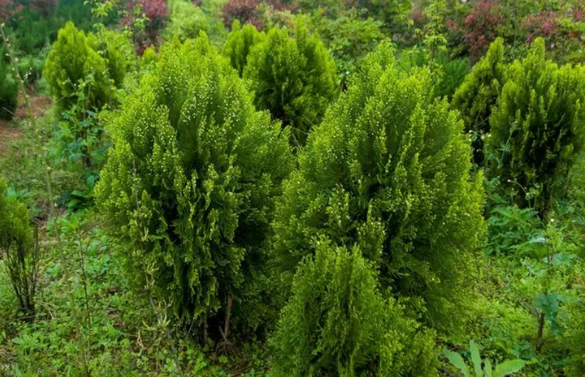 柏树苗什么季节移栽好