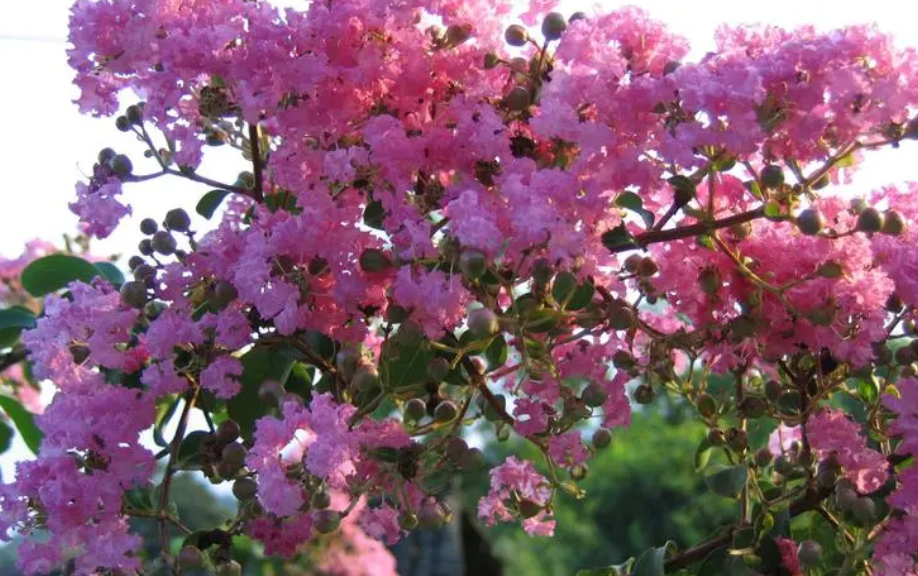 校园种什么树比较好