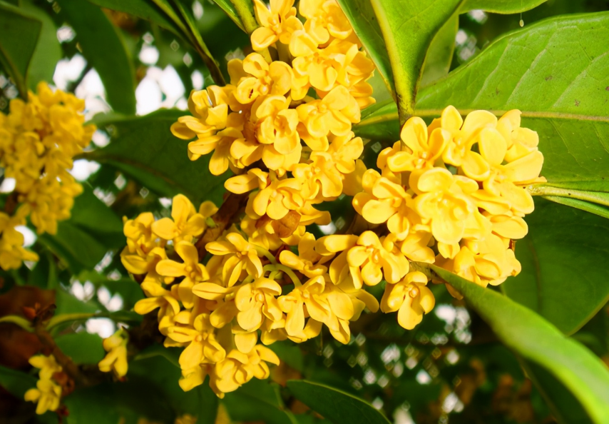 15公分桂花树多少钱一棵