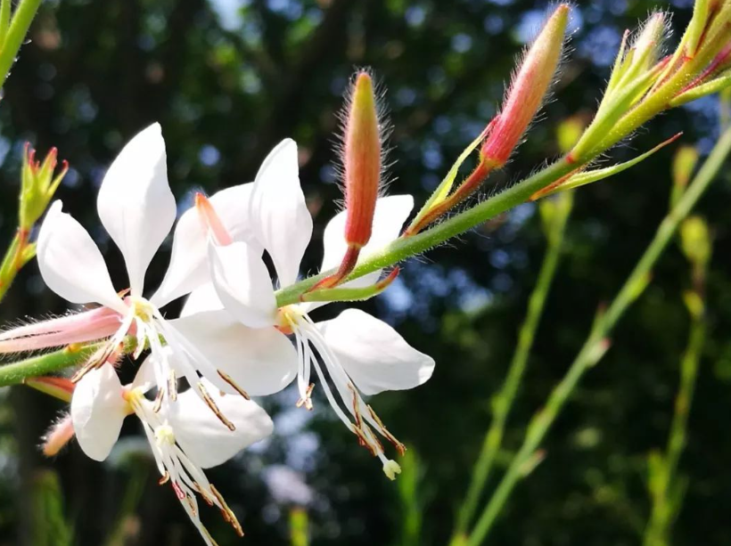 千鸟花什么时候开花