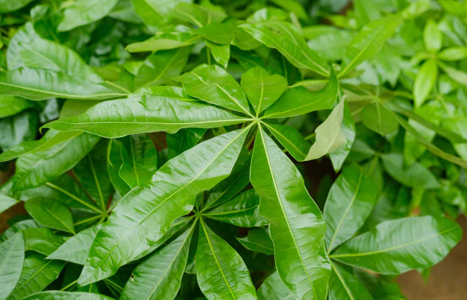 发财树栽在水里在土里可以吗