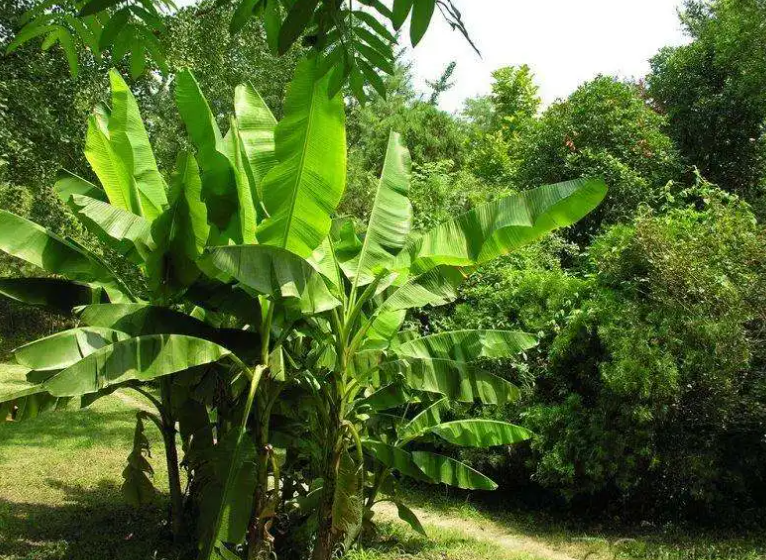 芭蕉树家里能不能种