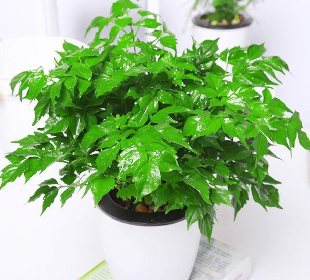 幸福树服盆需要多久