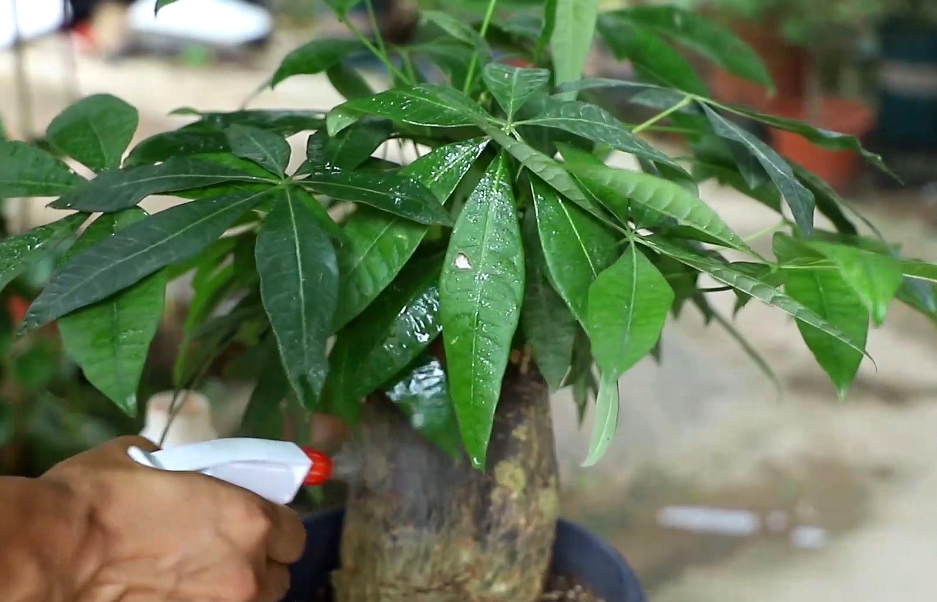 发财树正确养殖方法