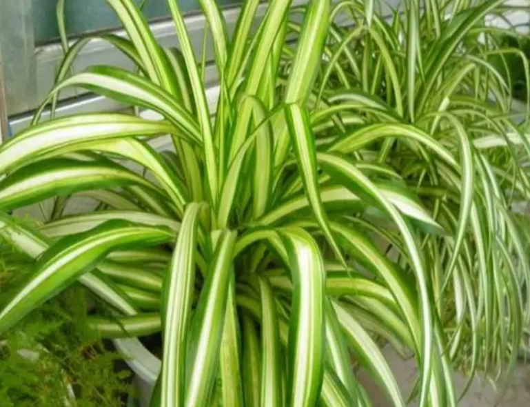 金边吊兰什么时候开花