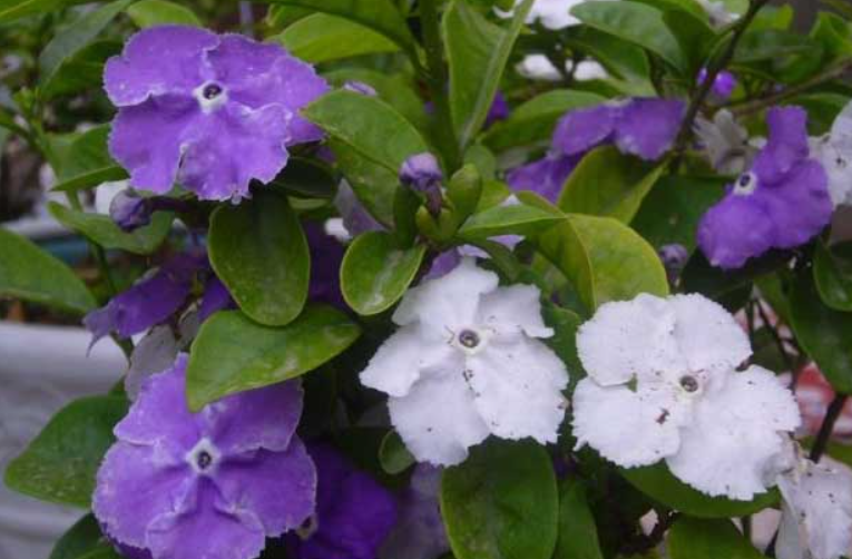 双色茉莉怎样才能开花