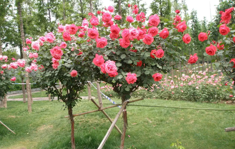 树月季什么时候种