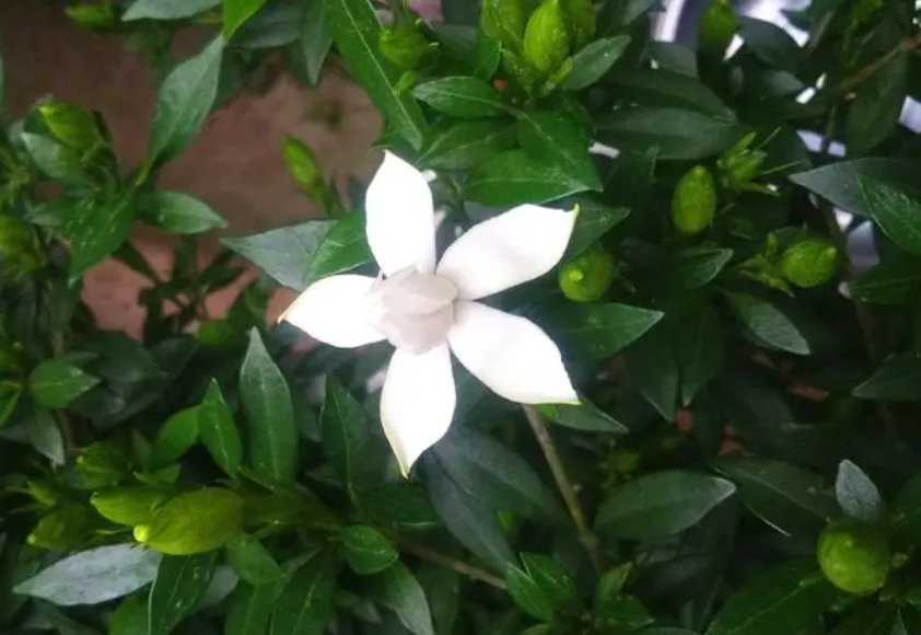 栀子花扦插繁殖方法