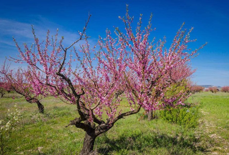 在阳台养桃树好不好