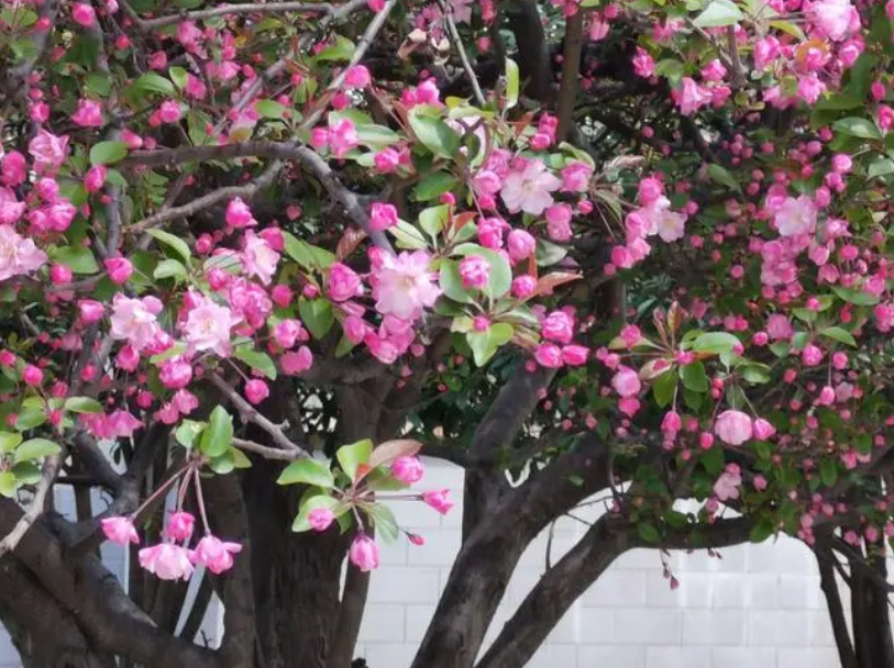 哪种海棠树四季开花