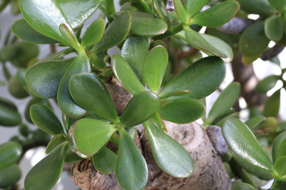 玉树能一直放室内养吗