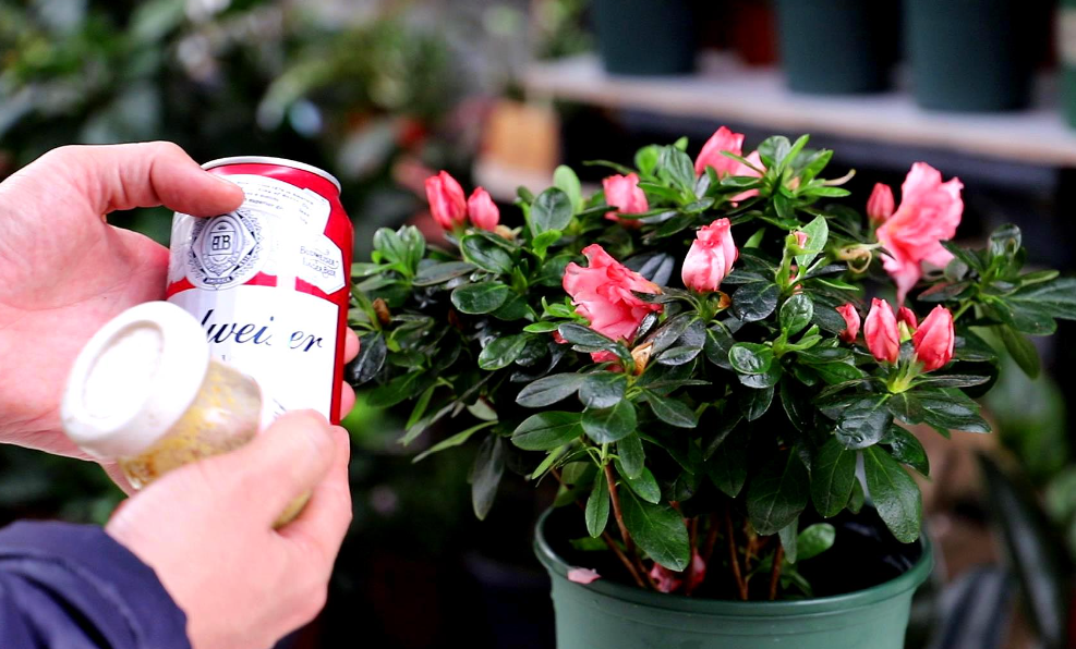 啤酒兑水浇花的比例是多少