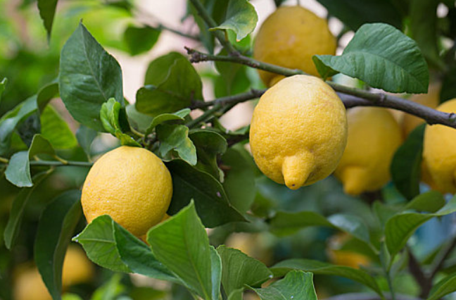 柠檬树从发芽到结果要多长时间