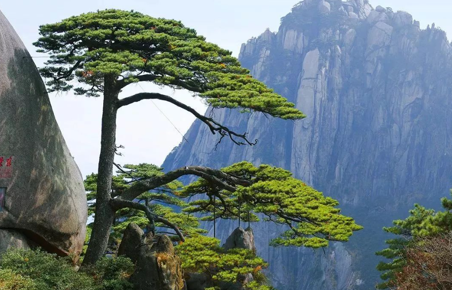 松树施什么肥长得快