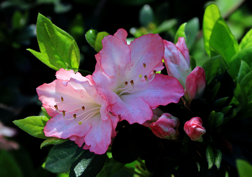 杜鹃花移盆需要去掉原土吗