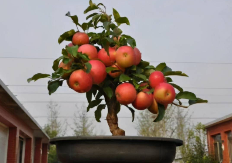 矮化苹果树最好的品种