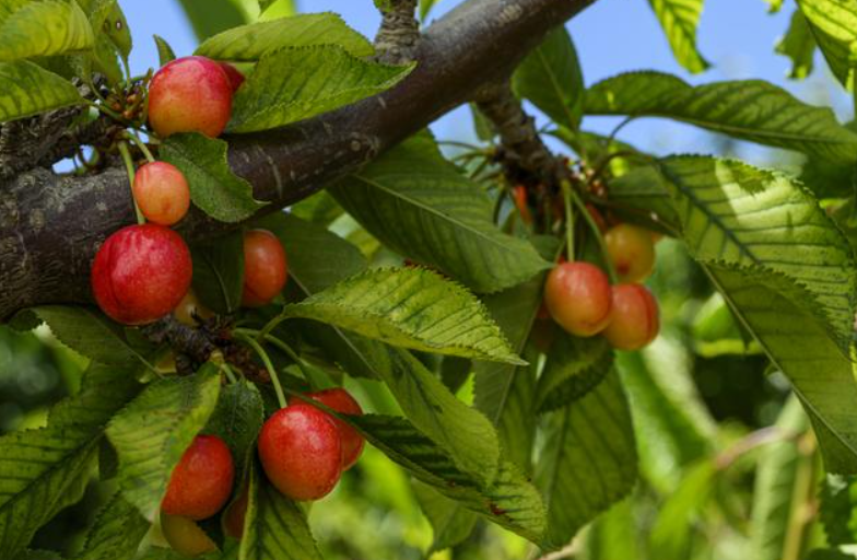 扦插樱桃树用什么生根粉