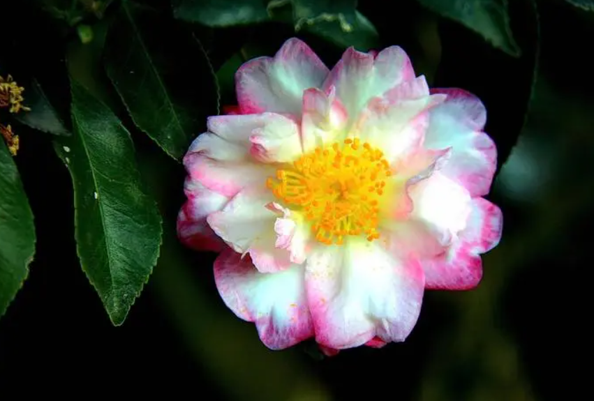 茶花夏天换盆需要注意些什么