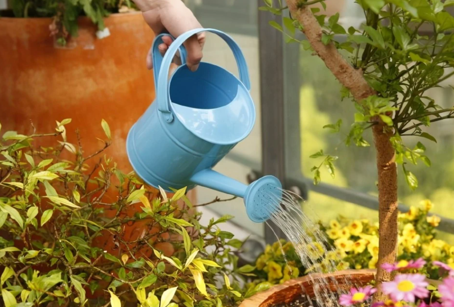 喝剩的可口可乐可以浇花吗