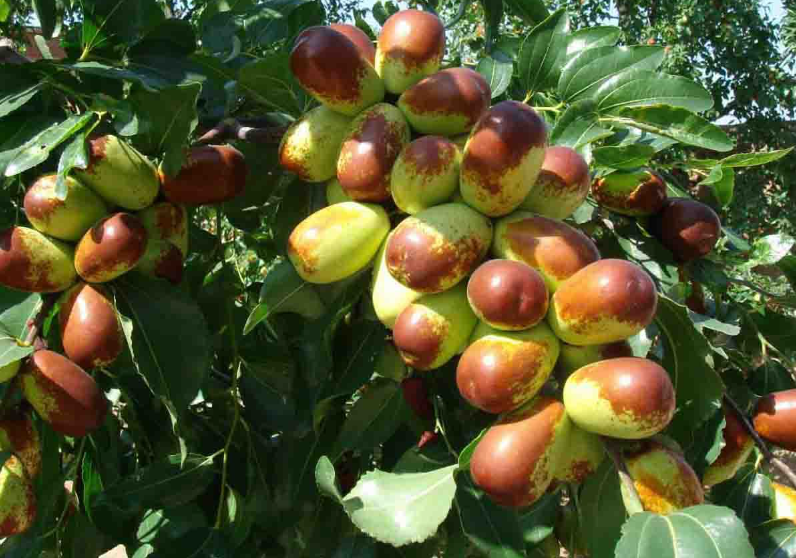 矮化枣树苗品种有几种