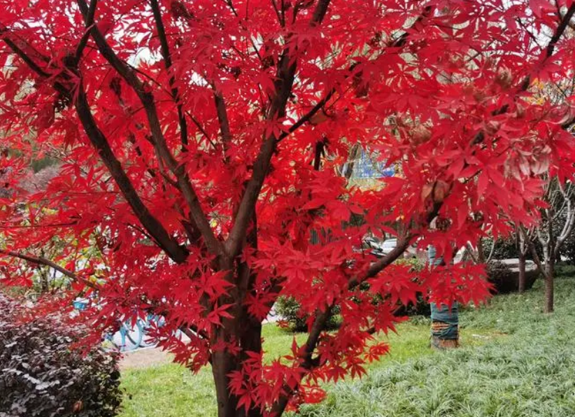 红枫树什么时候修剪最好