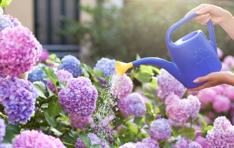 井水和自来水浇花哪个好