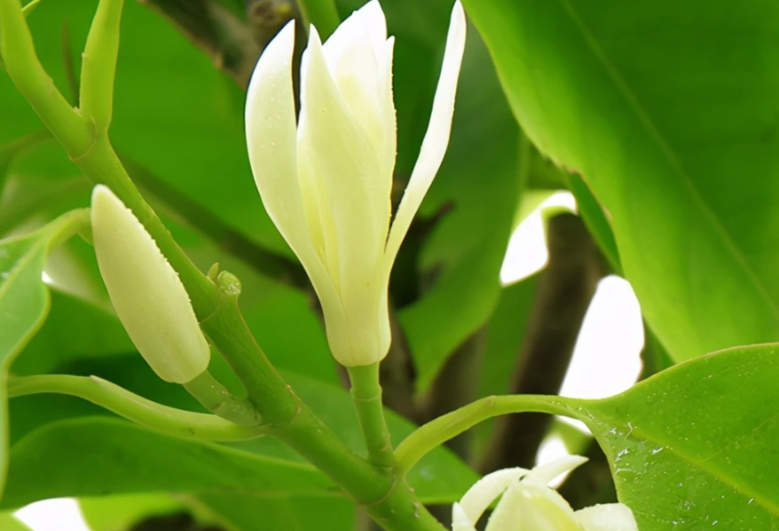 白兰花用什么花盆比较好