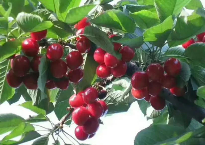 俄罗斯八号大樱桃树自花结果怎样