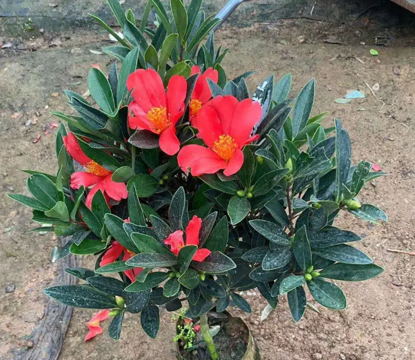 四季茶花可以淋雨吗