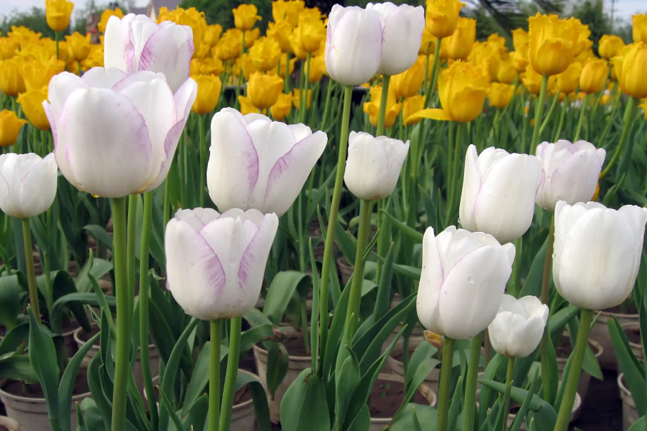 郁金香开完花不挖出来可以吗