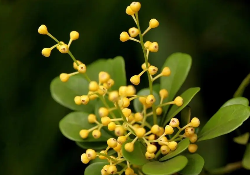 米兰花怎么繁殖方法