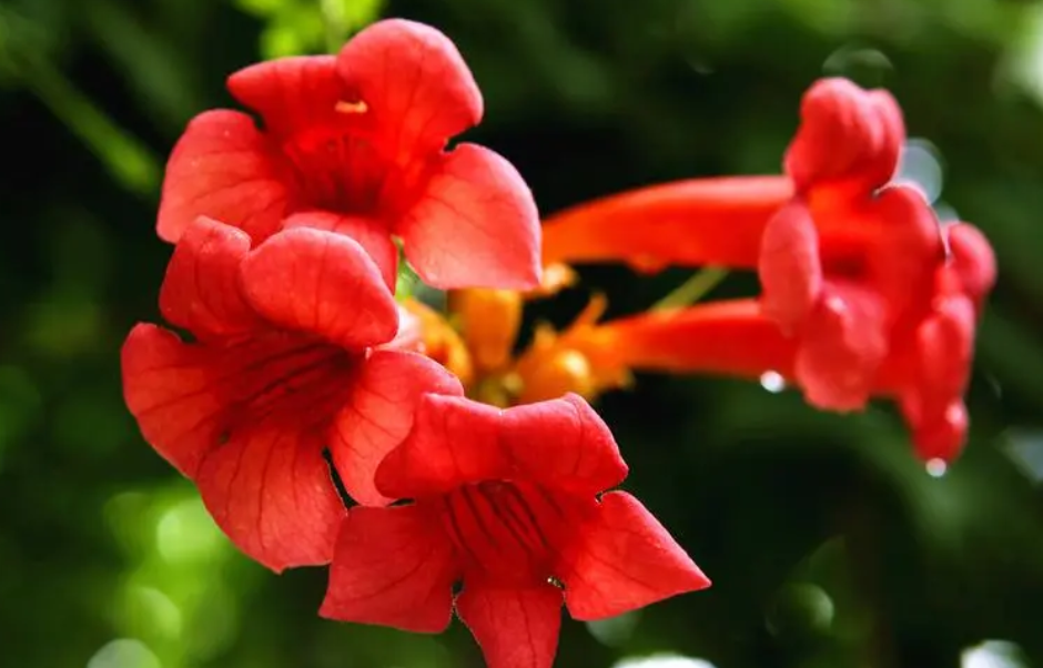 扦插的凌霄花多长时间开花