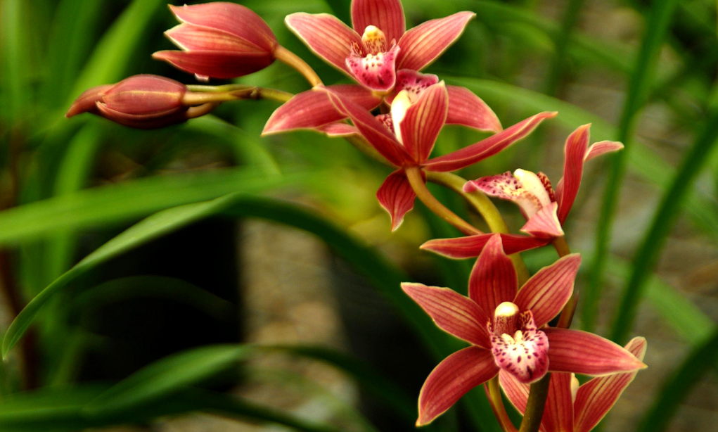 兰花怎样换盆用什么土