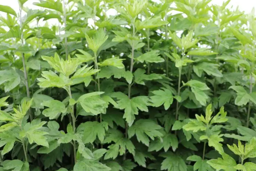 艾草能种在树荫下吗